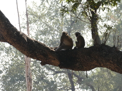 Chlorocebus pygerythrus