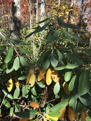 Rhododendron catawbiense