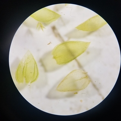 Pseudohygrohypnum eugyrium