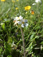 Androsace chamaejasme