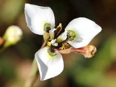 Moraea tricuspidata