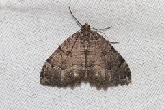 Triphosa dubitata