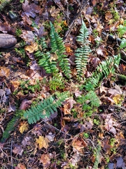 Polystichum braunii image