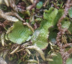 Marchantiophyta