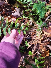 Polystichum braunii image