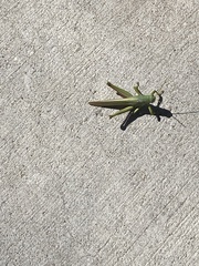 Schistocerca shoshone