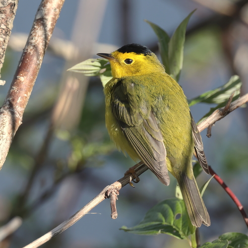 Paruline à calotte noire (Birds of Boisé Du Tremblay) · iNaturalist