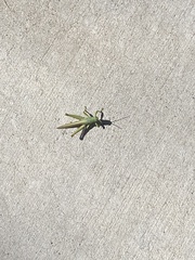 Schistocerca shoshone