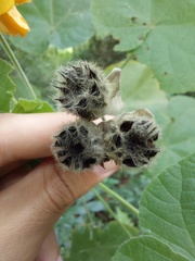Abutilon umbelliflorum