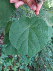 Abutilon umbelliflorum