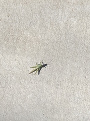 Schistocerca shoshone