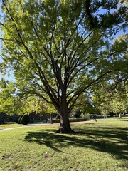 Ginkgo