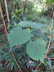 Abutilon umbelliflorum