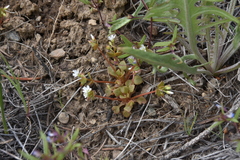 Claytonia rubra rubra