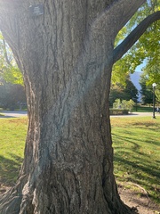 Ginkgo