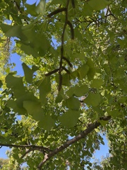 Ginkgo