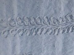 Dermochelys coriacea image