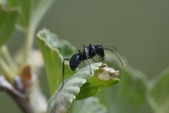 Camponotus laevissimus