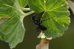 Camponotus laevissimus