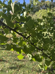 Ginkgo