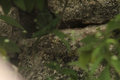 Sceloporus serrifer