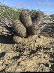 Mammillaria dioica dioica