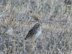 Lullula arborea