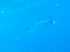 Megalops atlanticus