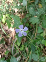 Vinca difformis