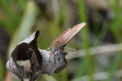 Callophrys augustinus