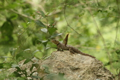Sceloporus serrifer