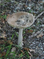 Amanita ceciliae