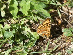 Boloria euphrosyne