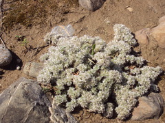 Paronychia capitata