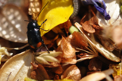 Cryptocephalus moraei