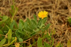 Calendula suffruticosa