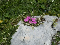 Dianthus alpinus