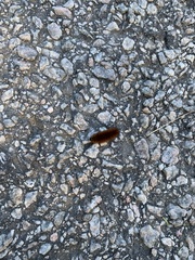 Pyrrharctia isabella