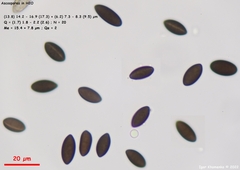 Biscogniauxia mediterranea