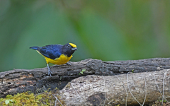 Euphonia xanthogaster