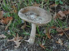 Amanita ceciliae
