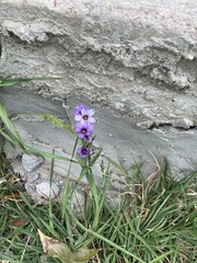 Sisyrinchium platense