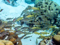 Azurina multilineata