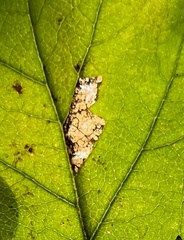 Pterygota