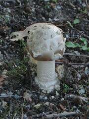 Amanita ceciliae