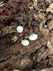 Lepiota phaeosticta