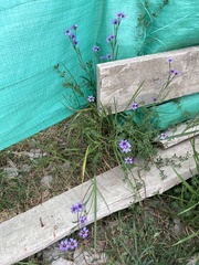 Sisyrinchium platense