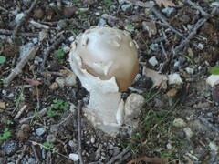 Amanita ceciliae