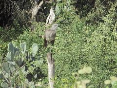 Chunga burmeisteri