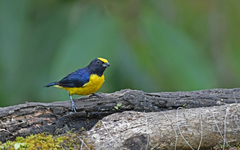 Euphonia xanthogaster